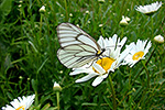 Schmetterling