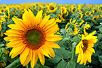 Sonnenblumen